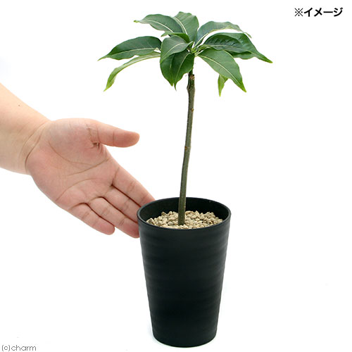 楽天市場 観葉植物 バオバブ バオバブの木 ｓｐ ３ ３ ５号 １鉢 Charm 楽天市場店