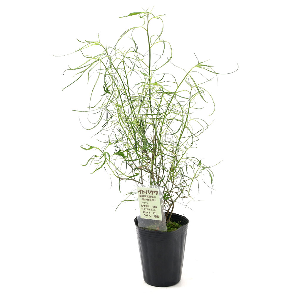 楽天市場 観葉植物 クワ 桑 糸葉クワ ２ ５号 １ポット Charm 楽天市場店