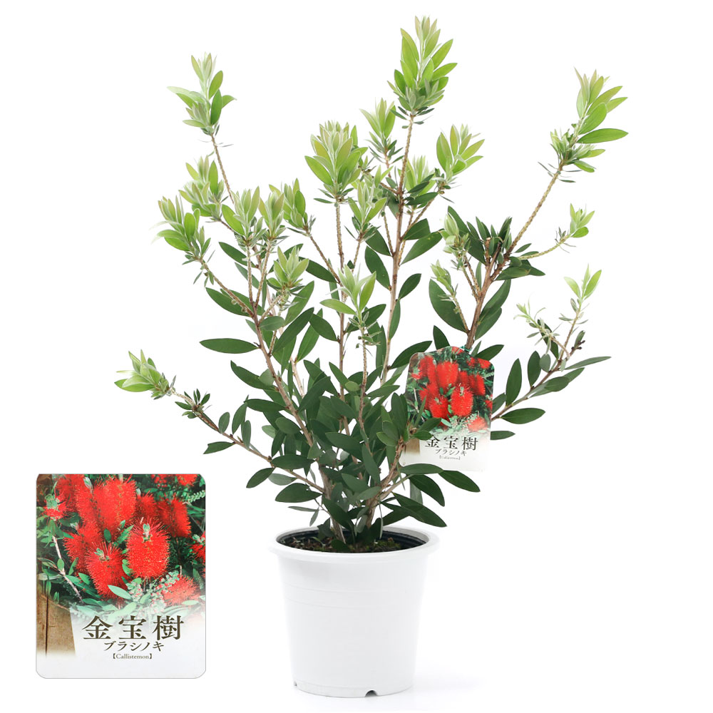 楽天市場 観葉植物 カリステモン 金宝樹 ５号 １鉢 Charm 楽天市場店