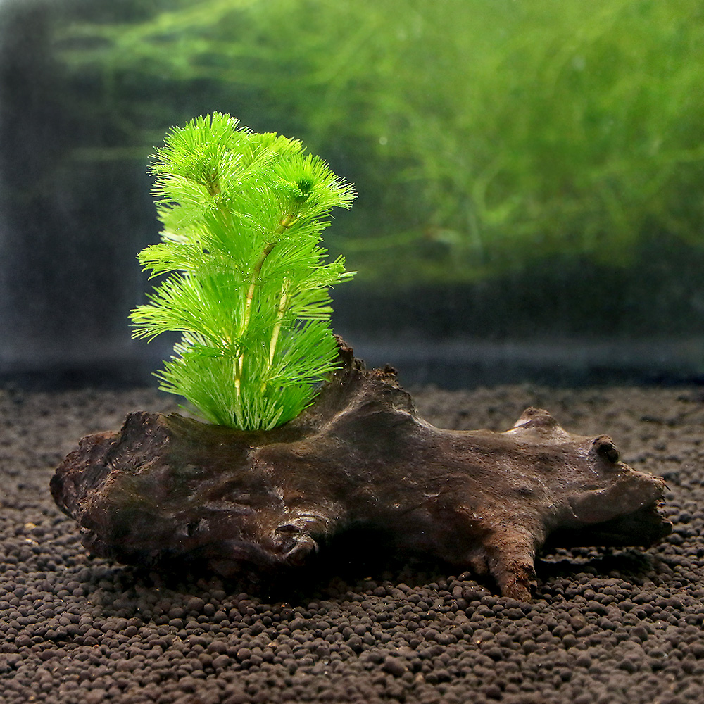 ビオトープ 水辺植物 ホテイ草 国産 ホテイアオイ ５株 金魚 メダカ Sale 104 Off