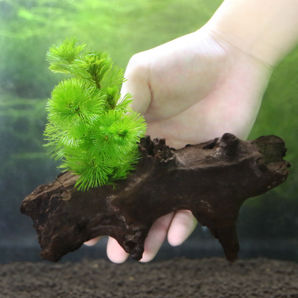 （水草）メダカ・金魚藻　国産　マルチリングブラック（黒）無農薬アナカリス（２個）