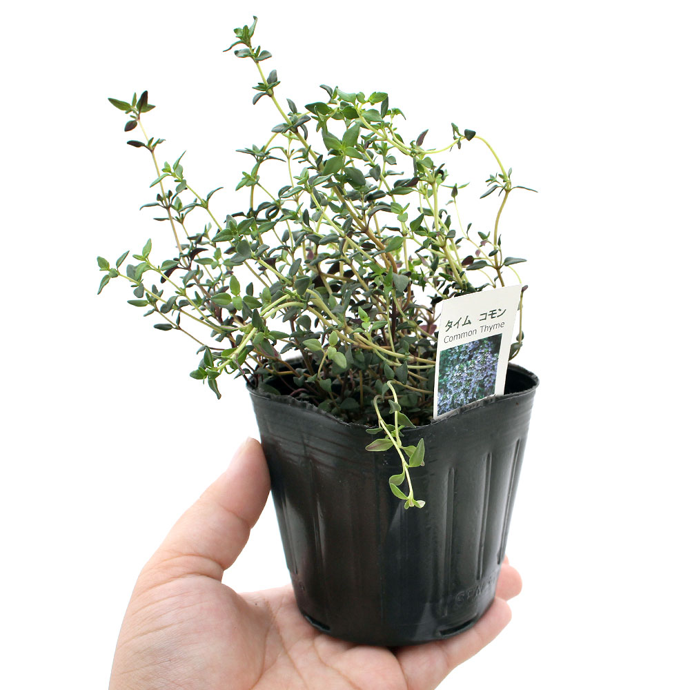 楽天市場 観葉植物 ハーブ苗 タイム コモン ３号 １ポット 家庭菜園 料理 ティー クラフト Charm 楽天市場店
