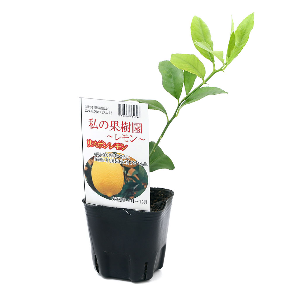 楽天市場 観葉植物 果樹苗 レモン よっちゃんお勧め リスボン ３号 １ポット 家庭菜園 Charm 楽天市場店