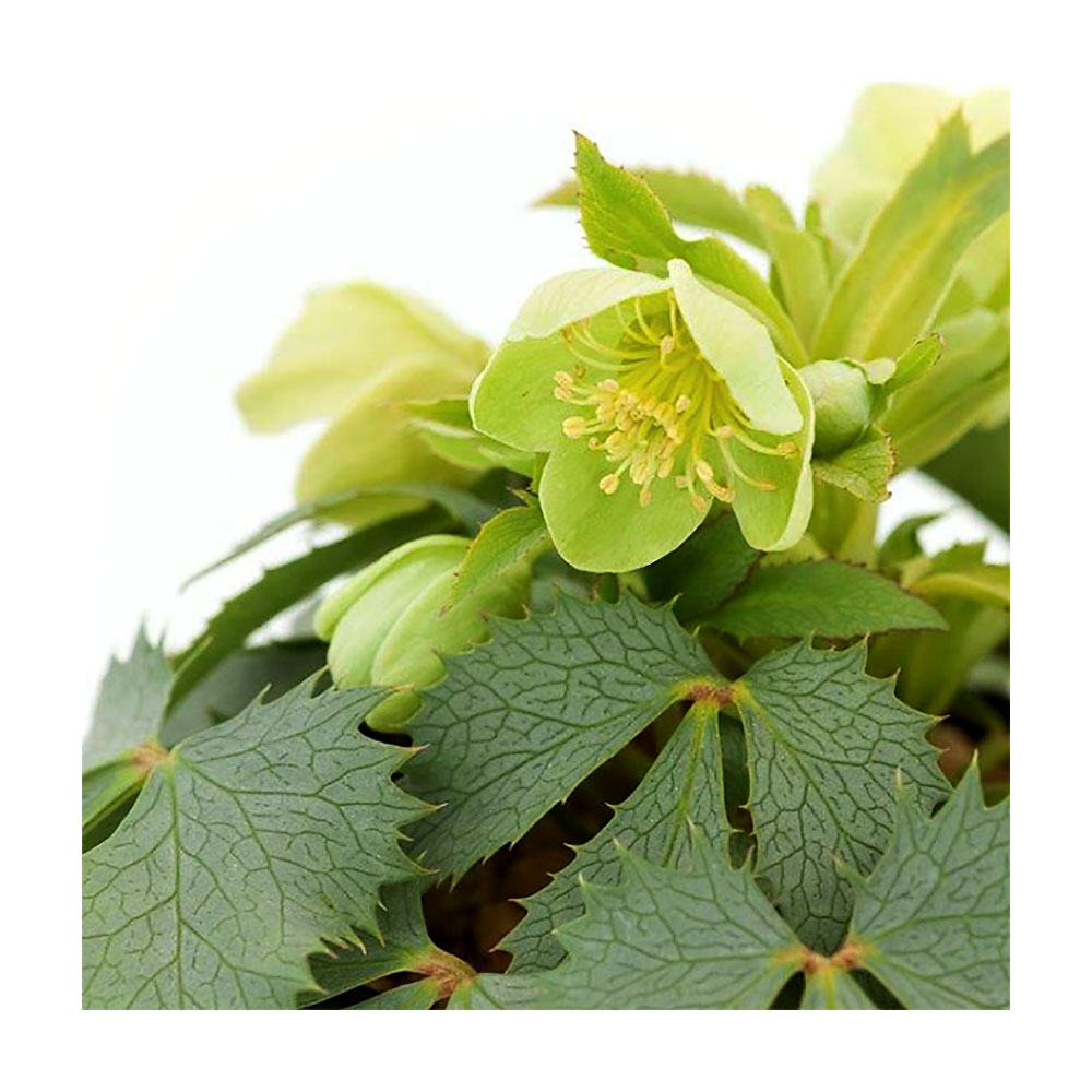 楽天市場 観葉植物 クリスマスローズ トウィンクル アグチフォリウス メタリックシルバー ３ ５号 １ポット Charm 楽天市場店