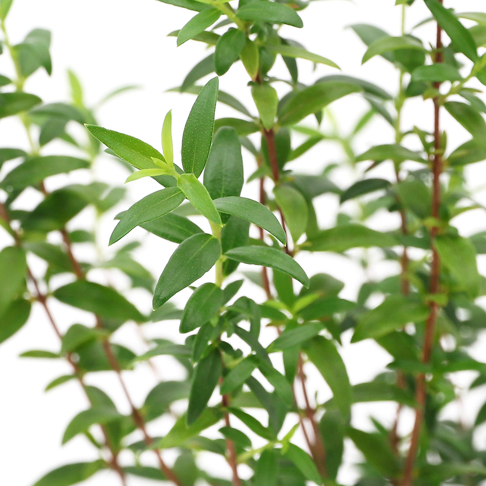 楽天市場 観葉植物 ハーブ苗 マートル ドワーフマートル ３号 １ポット 家庭菜園 Charm 楽天市場店