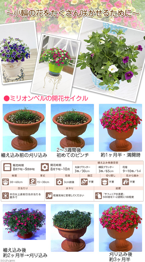 楽天市場 観葉植物 訳あり品 サントリー すぐ楽ミリオンベル 花色おまかせ ３ ５号 １鉢 Charm 楽天市場店