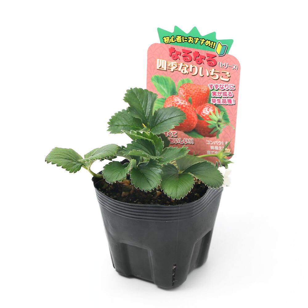 楽天市場 観葉植物 野菜苗 イチゴ なるなる四季成りイチゴ セリーヌ ３ ５号 １ポット 家庭菜園 いちご苗 Charm 楽天市場店