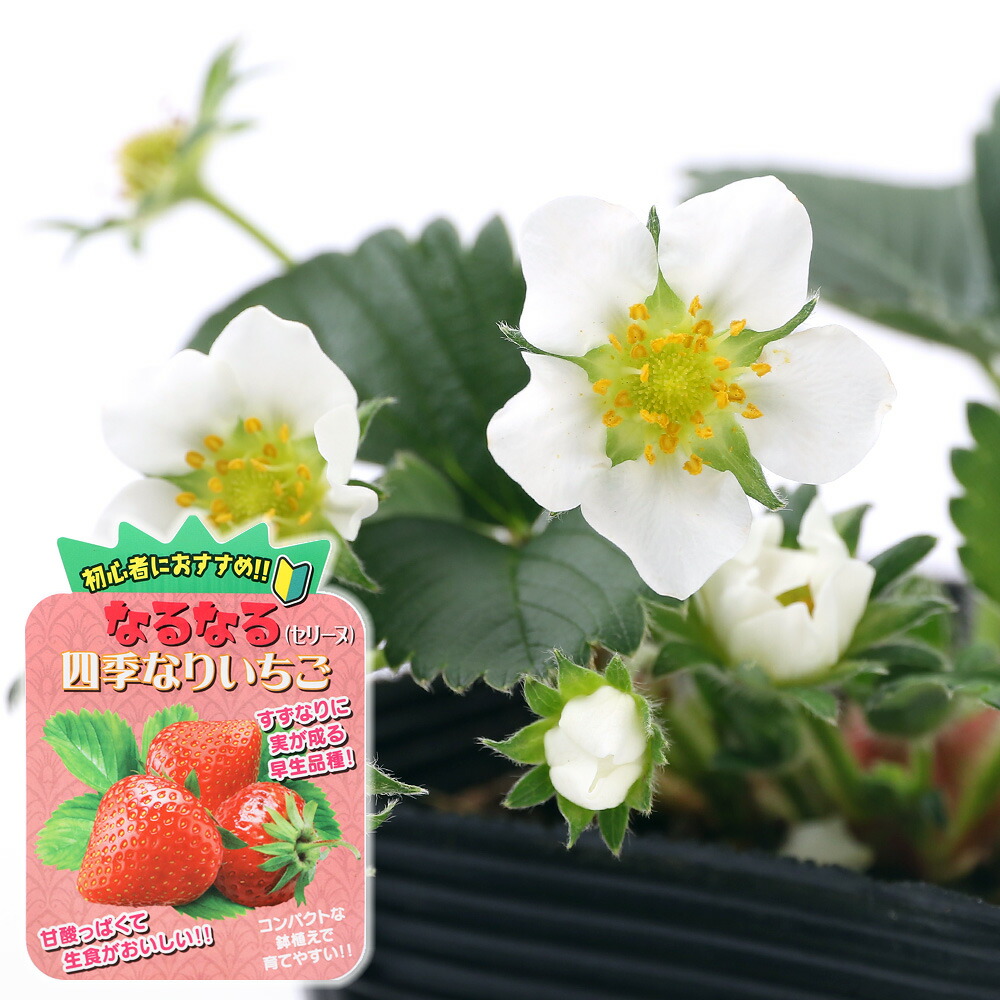 楽天市場 観葉植物 野菜苗 イチゴ なるなる四季成りイチゴ セリーヌ ３ ５号 １ポット 家庭菜園 いちご苗 Charm 楽天市場店