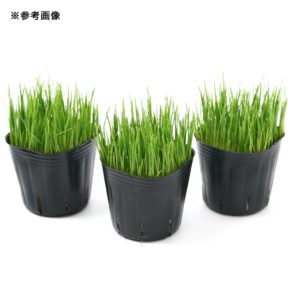 新入荷 観葉植物 長さで選べる ペットグラス 燕麦 長め ３号 ３ポット 無農薬