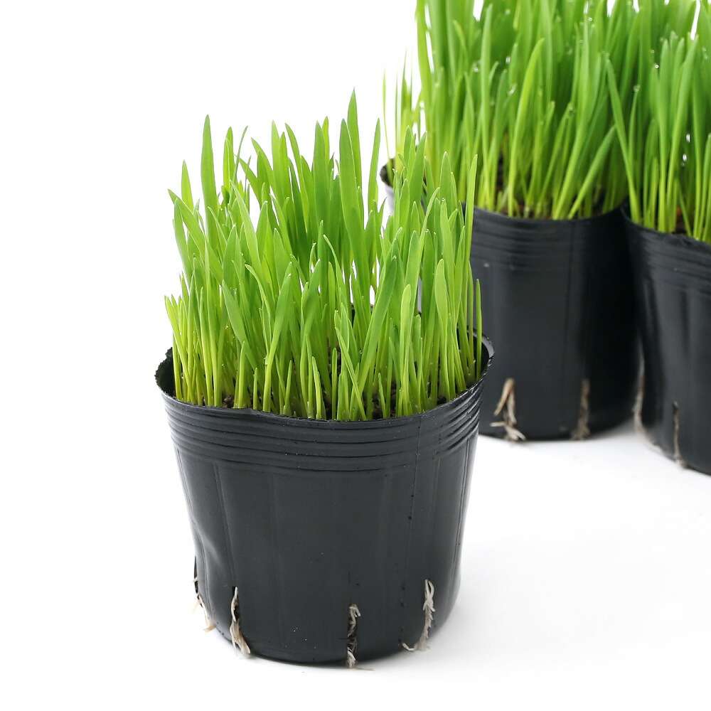 楽天市場 観葉植物 長さで選べる ペットグラス 燕麦 短め ３号 ５ポット 無農薬 Charm 楽天市場店