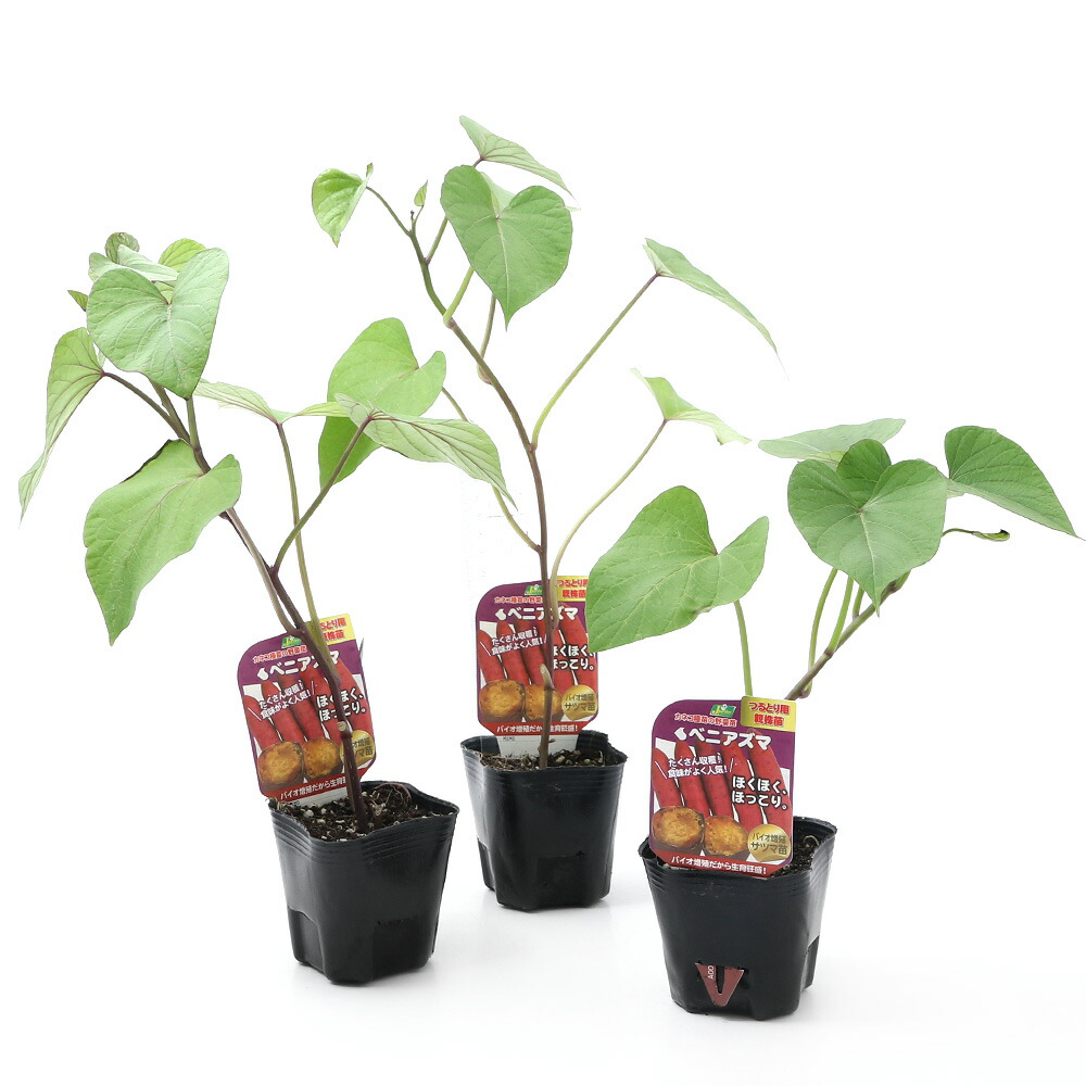 楽天市場 観葉植物 野菜苗 サツマイモ 紅あずま ３号 ３ポット 家庭菜園 Charm 楽天市場店
