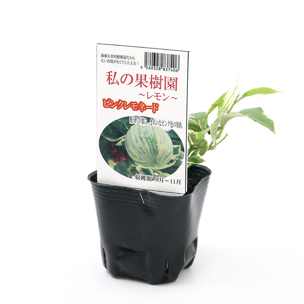 好評につき延長 観葉植物 果樹苗 レモン ピンクレモネード ５号 １鉢 斑入りレモン 家庭菜園 国内配送 Southerncollegeofhealthsciences Com