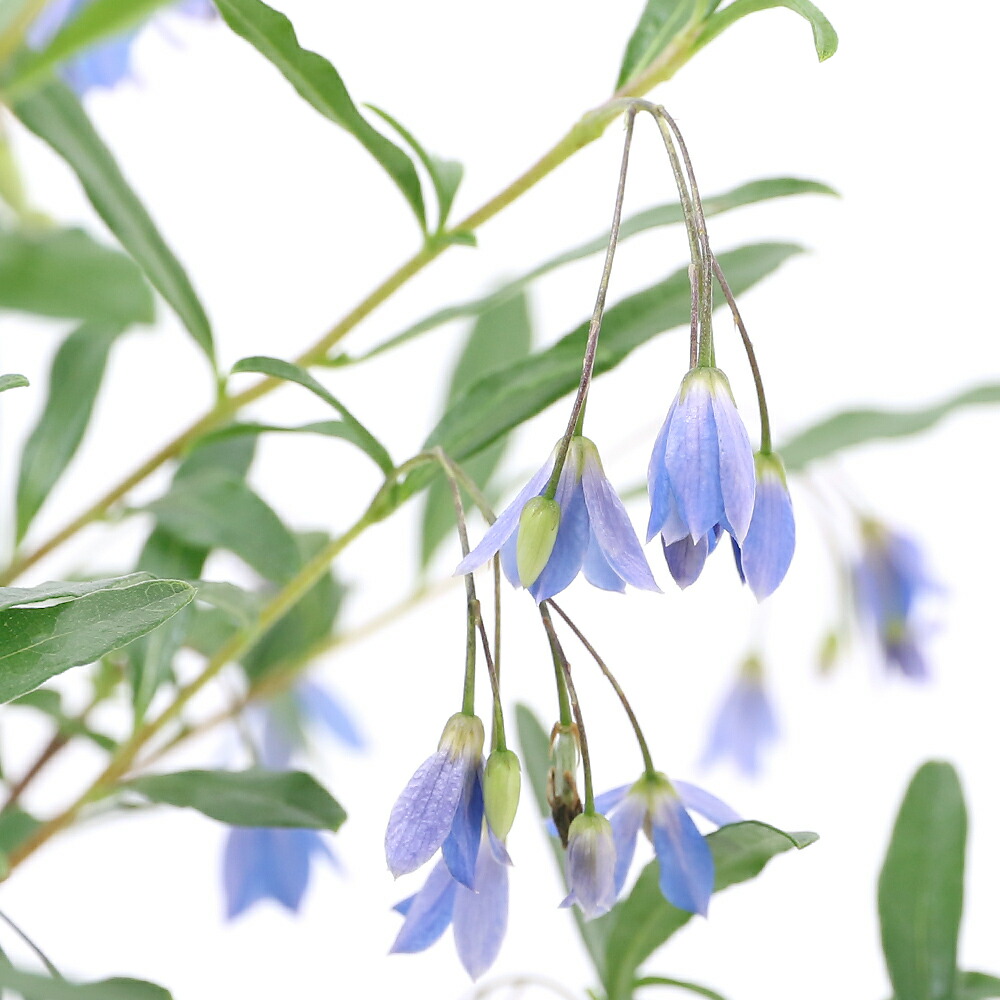 楽天市場 観葉植物 オーストラリアン ブルーベル 開花終了株 ５号 １鉢 Charm 楽天市場店