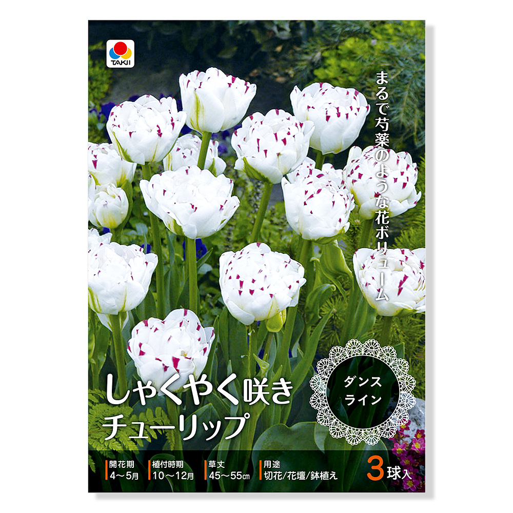 楽天市場 観葉植物 チューリップ球根 しゃくやく咲きチューリップ ダンスライン ３球詰 １袋 Charm 楽天市場店