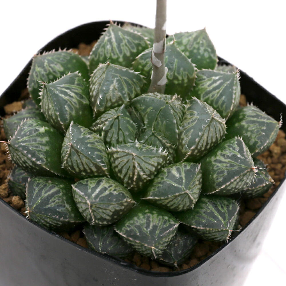 楽天市場 観葉植物 品種系ハオルチア オブツーサ交配美種 ミラーボール ２ ５号 １鉢 北海道冬季発送不可 Charm 楽天市場店