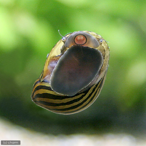 【楽天市場】（エビ・貝）シマカノコ貝（4匹） 北海道航空便要保温：charm 楽天市場店