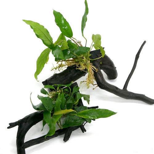 楽天市場 水草 アヌビアス ミニマ 枝状流木付 ｍサイズ １本 ２０ｃｍ 北海道航空便要保温 Charm 楽天市場店