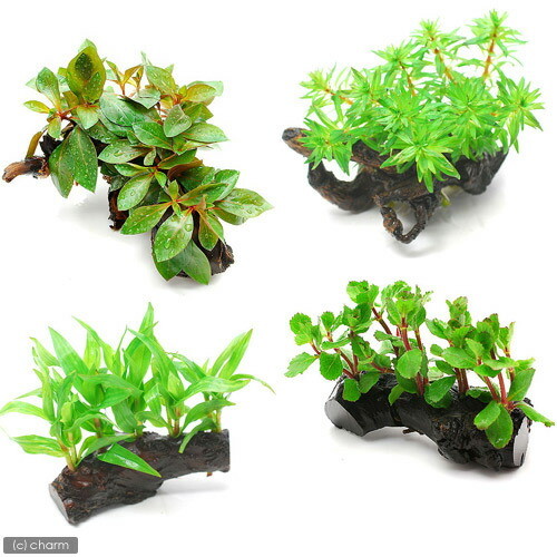 楽天市場】（水草）おまかせ水草 流木付 ミックス Sサイズ