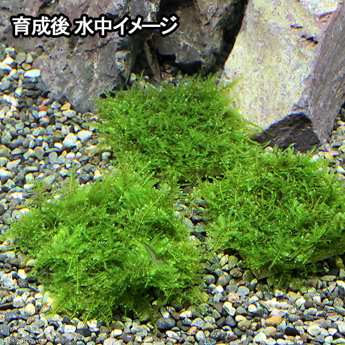 楽天市場 水草 巻きたて 南米ウィローモス タイル 無農薬 １個 Charm 楽天市場店