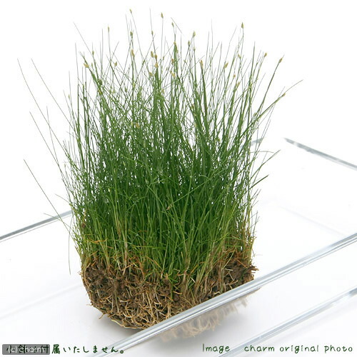 ショートヘアーグラス水上葉23cm×16cm お得サイズ おすすめ前景