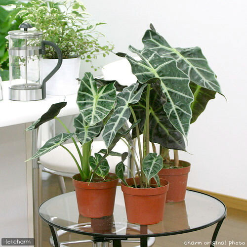 楽天市場 観葉植物 アロカシア ポリー ４号 １鉢 Charm 楽天市場店