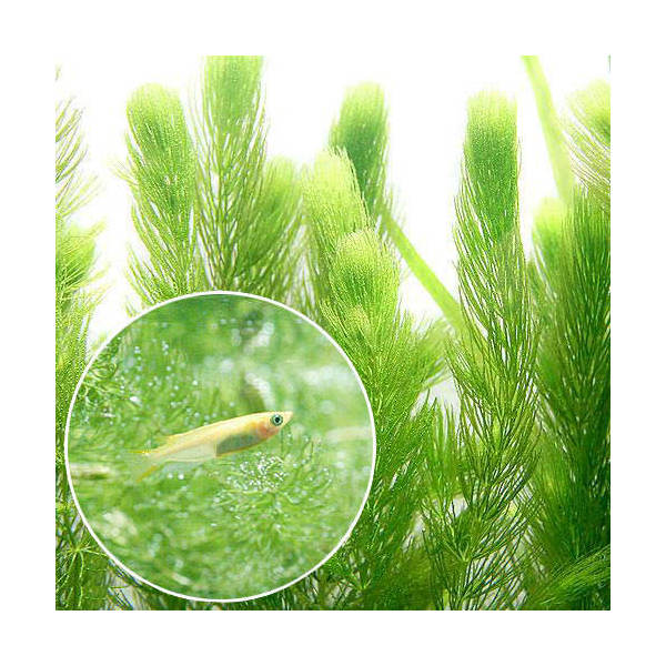【楽天市場】(めだか)(水草)ヒメダカ初心者セット ヒメダカ(6匹)+マツモ(無農薬)(5本):charm 楽天市場店