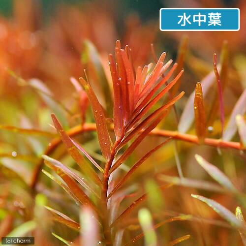 楽天市場 水草 ロタラ ロトンディフォリア ベトナム ｇｉａ ｌａｉ産 水上葉 無農薬 １０本 Charm 楽天市場店