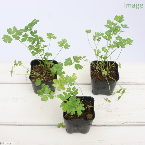新作入荷 新品 観葉植物 ハーブ苗 パセリ イタリアンパセリ ３ ３ ５号 １ポット 家庭菜園 料理 Providencia Com Gt