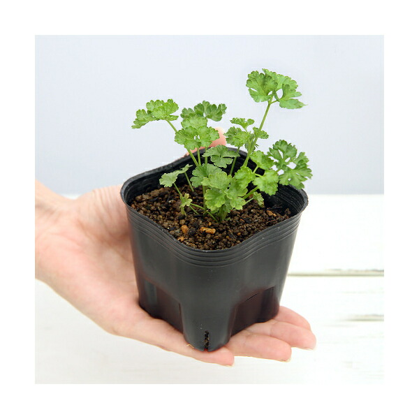144円 【64%OFF!】 観葉植物 ハーブ苗 マートル 3号 1ポット 家庭菜園 144円 【64%OFF!】 観葉植物 ハーブ苗 マートル 3号 1ポット 家庭菜園