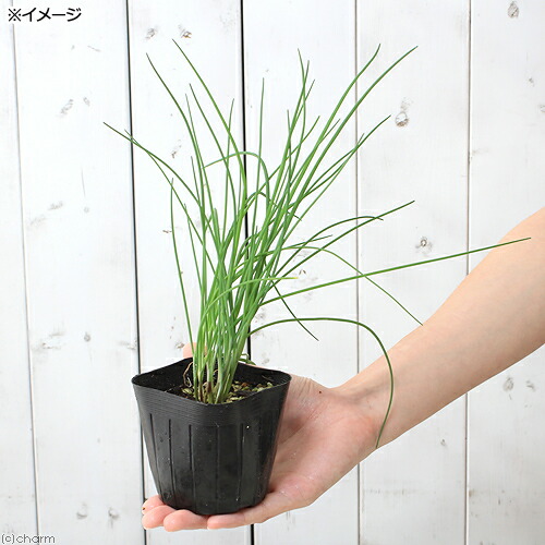楽天市場 観葉植物 ハーブ苗 チャイブ ３号 １ポット 家庭菜園 料理 クラフト Charm 楽天市場店