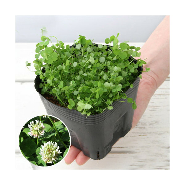 楽天市場】（観葉植物）ペットリーフ ウツボグサの苗 ３号（無農薬）（１ポット）犬 うさぎ リクガメ おやつ : charm 楽天市場店