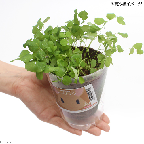 楽天市場 観葉植物 種まき済み レンゲソウ栽培 ｅｃｏポット １ポット Charm 楽天市場店