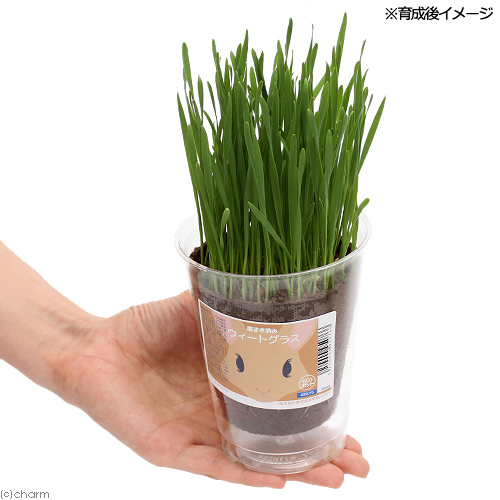 楽天市場 観葉植物 種まき済み ウィートグラス 小麦若葉 栽培 ｅｃｏポット １ポット Charm 楽天市場店