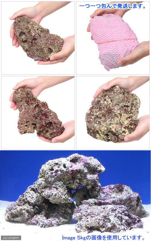 店 観賞魚 ビーシュリンプ 沖縄別途送料 Charm 北海道航空便要保温 サイエンスダイエット m lサイズミックス 10kg 形状お任せ 海水魚 ライブロック 店 観賞魚 ビーシュリンプ 沖縄別途送料 Charm 北海道航空便要保温 サイエンスダイエット m lサイズミックス 10kg 形状お任せ 海水魚 ライブロック