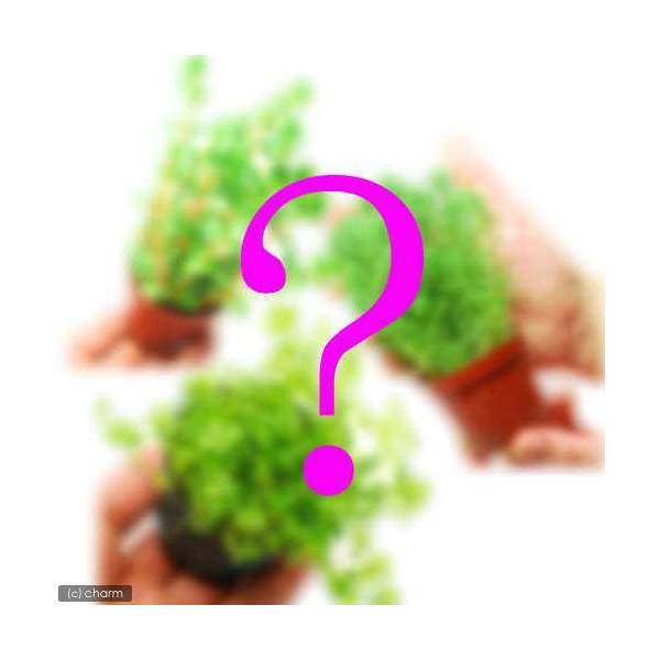 （水草）おまかせ　水上葉　鉢植えセット　３種（無農薬）（３鉢）