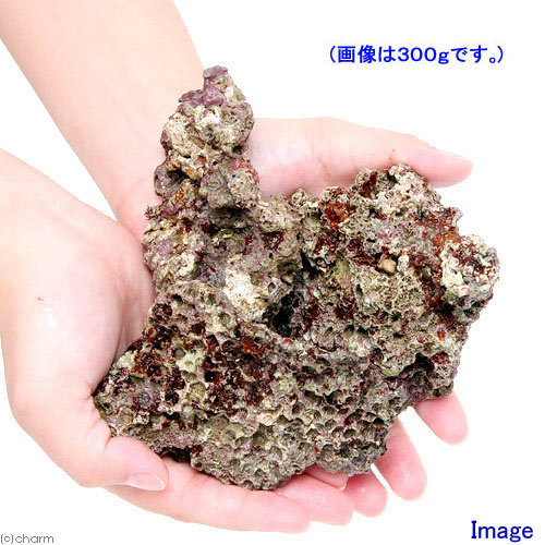 (海水魚)ライブロック SSサイズ(1kg)(形状お任せ) 北海道航空便要保温 (海水魚)ライブロック SSサイズ(1kg)(形状お任せ) 北海道航空便要保温
