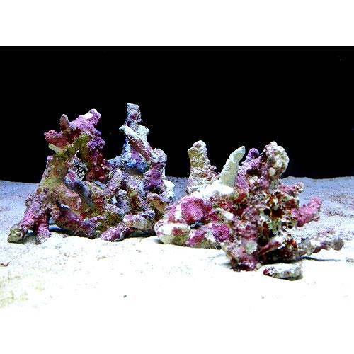 楽天市場 海水魚 ライブロック セミブランチタイプ ｓサイズ １個 形状お任せ 北海道 九州航空便要保温 Charm 楽天市場店