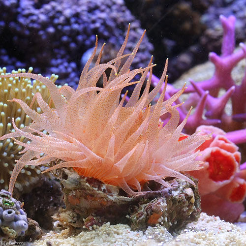 高い素材 サンゴ ウチウラタコアシサンゴ ピンク １個 海水魚 北海道航空便要保温 沖縄別途送料 新着商品 Www Lexusoman Com