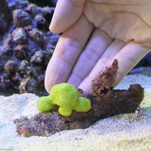 (海水魚)沖縄産 レモンスポンジ Sサイズ(1個) 北海道航空便要保温 (海水魚)沖縄産 レモンスポンジ Sサイズ(1個) 北海道航空便要保温