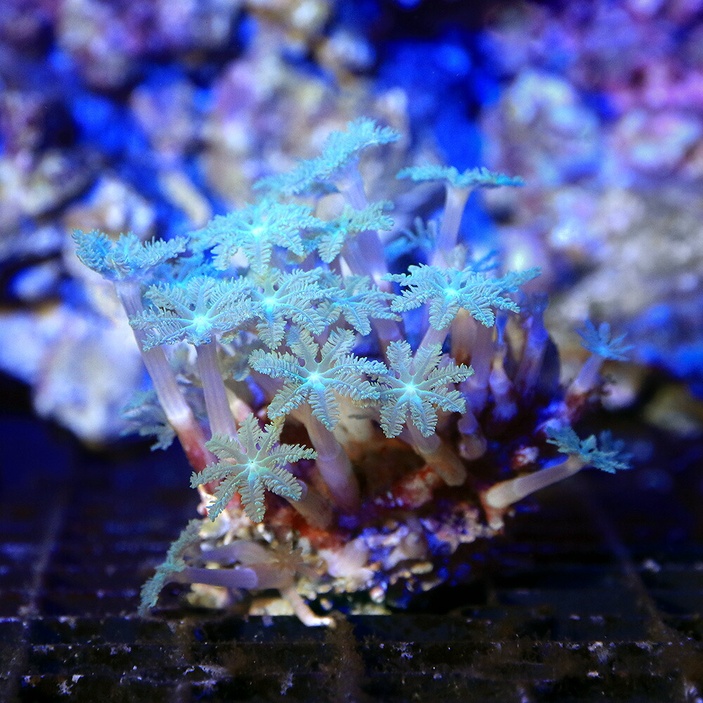 楽天市場】（サンゴ）オオスリバチサンゴ おまかせカラー Sサイズ（1