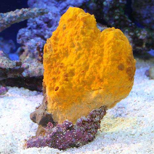 熱帯魚海水魚サンゴ　タコアシブランチ タコアシサンゴ|ブランチ|オレンジ|Mサイズ - REEF-TRIGGER