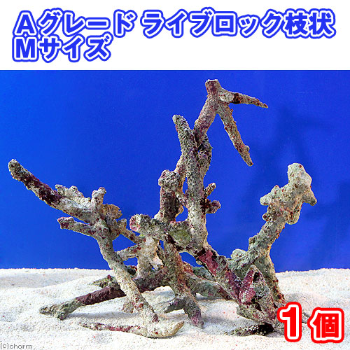 ライブロック　枝塊 504981-1.jpg