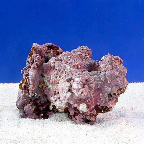 （海水魚）ライブロック　ＥＸＳグレード　レッドロック　Ｓサイズ（５個）（形状お任せ）　北海道・九州航空便要保温