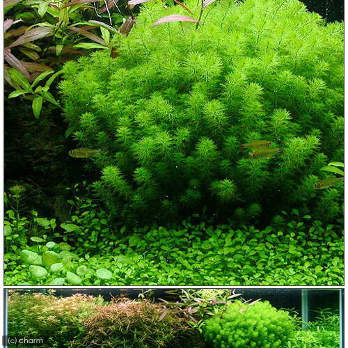 楽天市場 水草 ミリオフィラムｓｐ ガイアナドワーフ 鉢植え 水上葉 無農薬 １鉢 Charm 楽天市場店