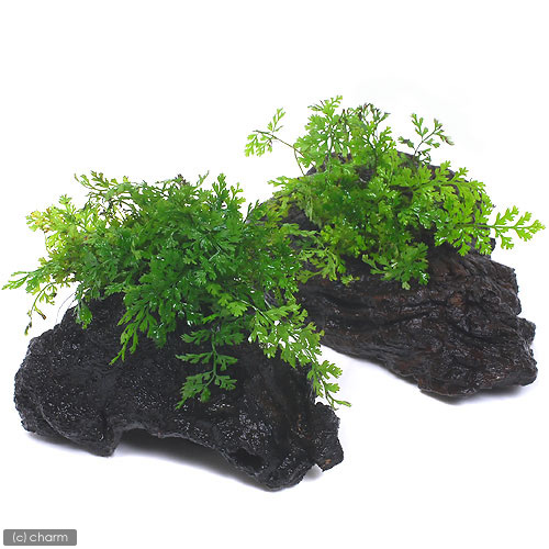 楽天市場】（水草）ボルビティス ヒュディロティ石付（水中葉）（無