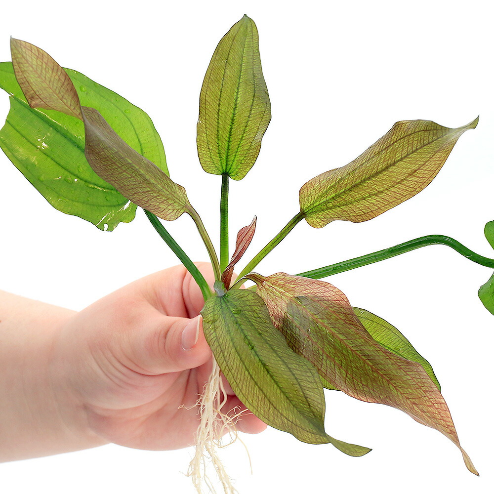 楽天市場】（水草）エキノドルス オパクス ヴェルデ産（水中葉