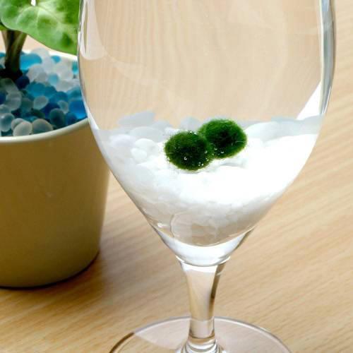 国産マリモ 約１cm 100個 癒しのマリモ無農薬 国産マリモ 約1cm 100個 癒しのマリモ無農薬 マリモ 水草」の人気商品