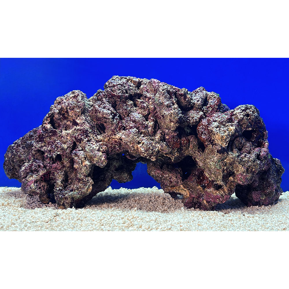 （海水魚）一点物　ライブロック（ＬＬサイズ）　ＬＲ&minus;３７３３（１個）｜charm 店