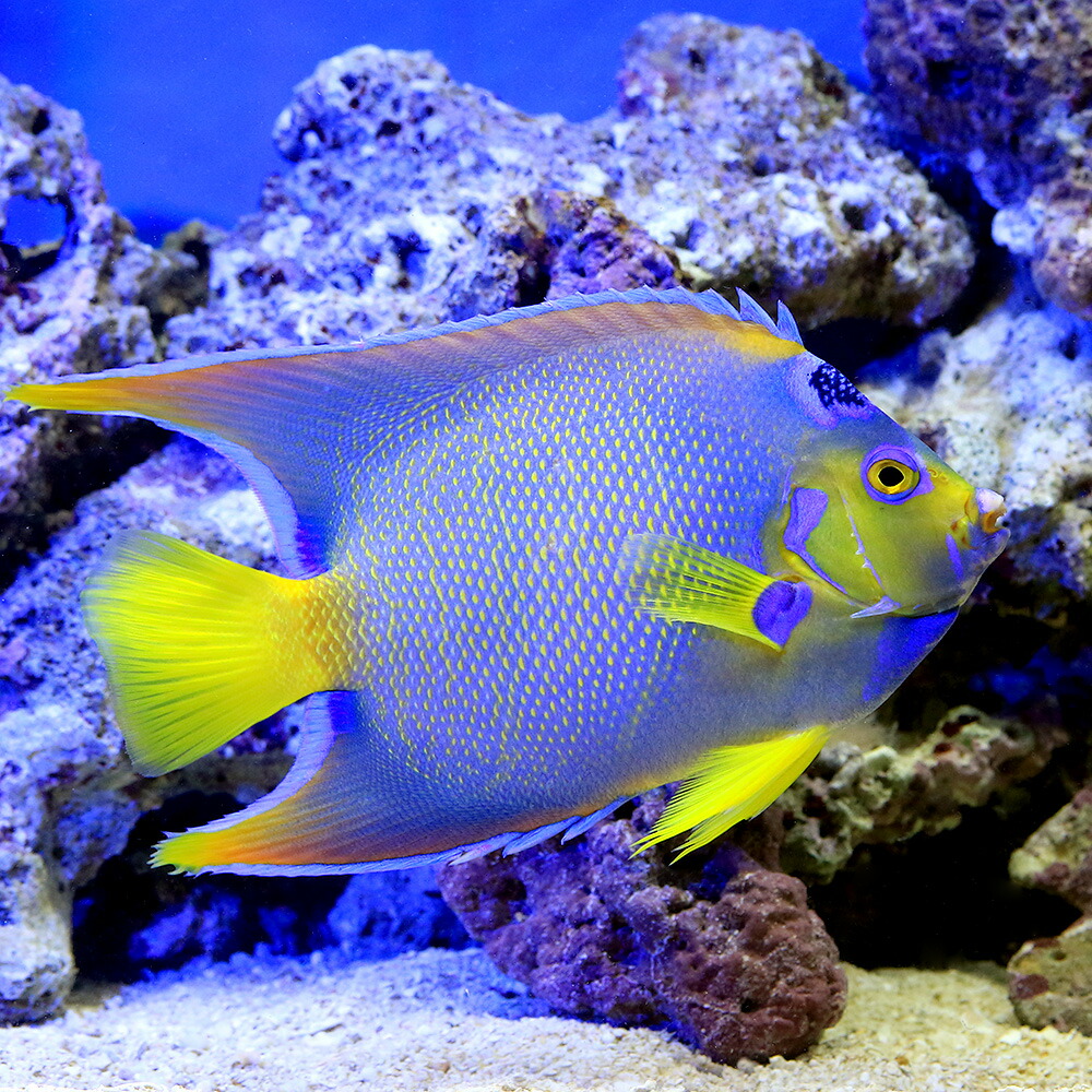 海水魚 ヤッコ 一点物 フロリダ産 クイーンエンゼル ｍｆ ３９０３ １匹 北海道航空便要保温 水草 沖縄別途送料 Charm 睡蓮鉢 観賞魚 店 本物新品保証衝撃価格 正規代理店