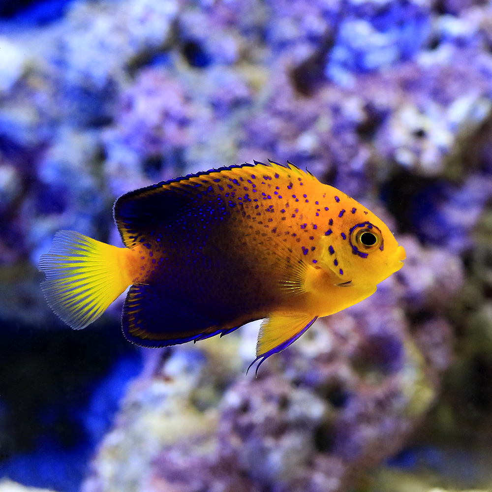 熱帯魚 アクアリウム 金魚 ビーシュリンプ 海水魚 ヤッコ 一点物 レンテンヤッコ ｍｆ ３９２５ １匹 北海道航空便要保温 沖縄別途送料 Charm 店